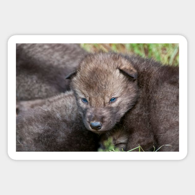 Timber Wolf Pup Sticker by jaydee1400